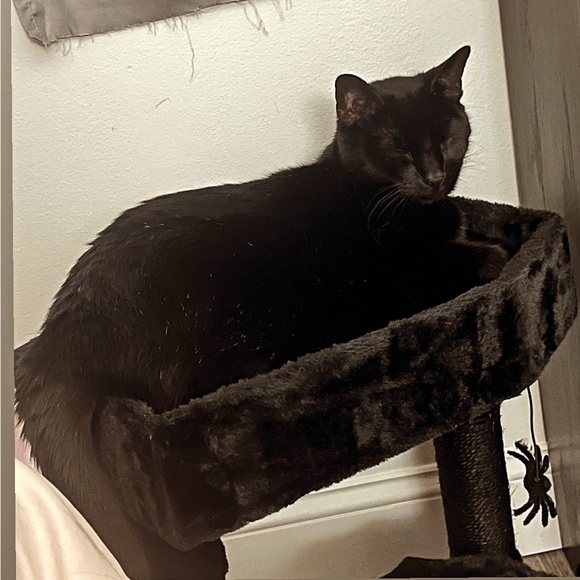 Meet your Posher, Lux n Agonie - Picture 7 of 10